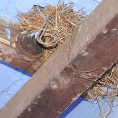 sparrow-nesting
